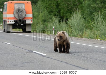 Wild Young Hungry And Terrible Far Eastern Brown Bear (kamchatka Brown Bear) Walking On Road And Beg