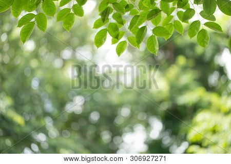 Green Leaf On Blurred Greenery Background. Beautiful Leaf Texture In Nature. Natural Background. Clo
