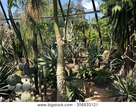 Tropenhaus, Trockengebiete - Botanical Garden Zurich Or Botanischer Garten Zuerich, Switzerland