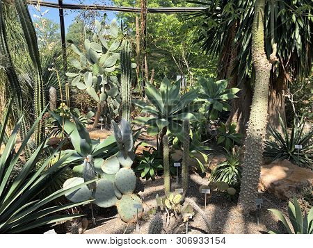 Tropenhaus, Trockengebiete - Botanical Garden Zurich Or Botanischer Garten Zuerich, Switzerland