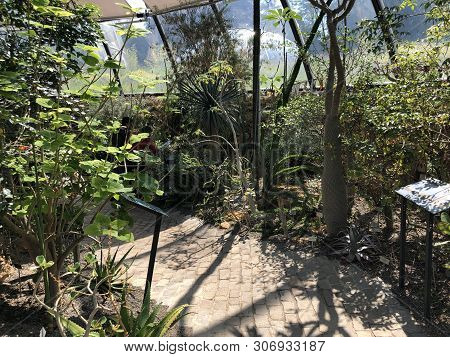 Tropenhaus, Trockengebiete - Botanical Garden Zurich Or Botanischer Garten Zuerich, Switzerland