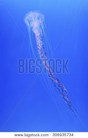 Jellyfish (chrysaora Fuscescens Or Pacific Sea Nettle)