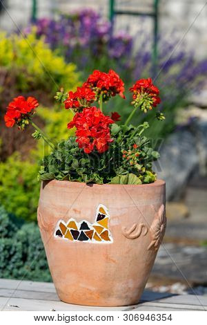 Red Geranium ( Pelargonium) Flowers Blooming In A Garden