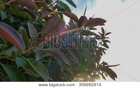 Close Up Of Big Leaves Of Ficus Plant On Blue Sky.