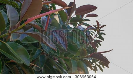 Close Up Of Big Leaves Of Ficus Plant On Blue Sky.