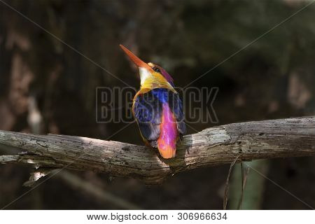 Oriental Dwarf Kingfisher Ceyx Erithaca Birds Of Thailand. Oriental Dwarf Kingfisher Ceyx Erithaca B