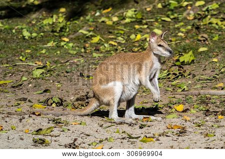 The Agile Wallaby, Macropus Agilis Also Known As The Sandy Wallaby Is A Species Of Wallaby Found In 