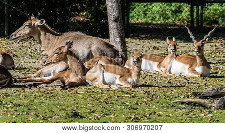 Indian Blackbuck, Antelope Cervicapra Or Indian Antelope. The Blackbuck Inhabits Grassy Plains And S
