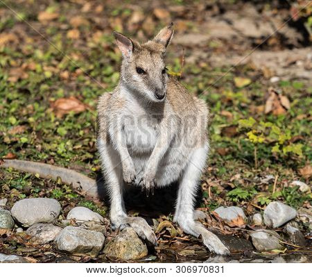 The Agile Wallaby, Macropus Agilis Also Known As The Sandy Wallaby Is A Species Of Wallaby Found In 