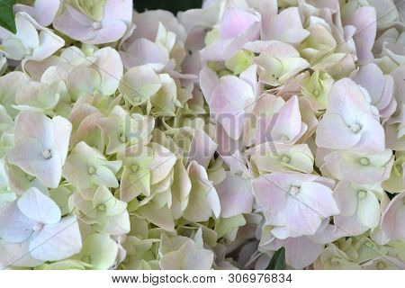 Hydrangea White Bloming In Garden, Hydrangea Arborescens Annabelle White Balls Summer Flowers.