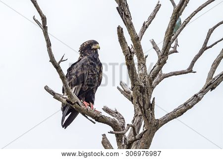 Bateleur Eagle Juvenile Isolated In White Background In Kruger National Park, South Africa ; Specie 