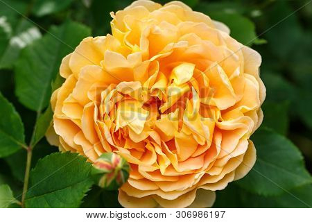 Blooming Yellow Rose In The Garden On A Sunny Day. David Austin Rose Golden Celebration