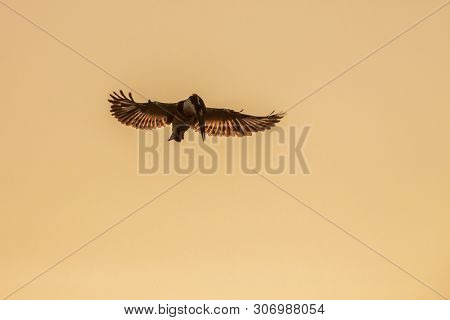 Pied Kingfisher Flying In Sunset Backlit In Kruger National Park, South Africa ; Specie Ceryle Rudis