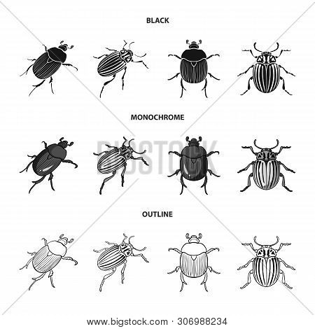 Vector Illustration Of Insect And Beetle Icon. Set Of Insect And Halloween Vector Icon For Stock.