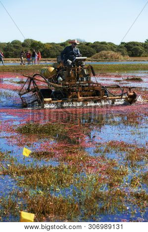 The Nantucket Cranberry Festival