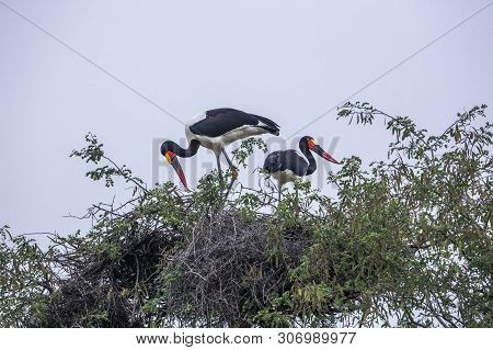 Saddle Billed Stork In Kruger National Park, South Africa ; Specie Ephippiorhynchus Senegalensis Fam