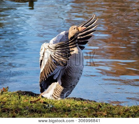 The Greylag Goose, Anser Anser Is A Species Of Large Goose In The Waterfowl Family Anatidae And The 