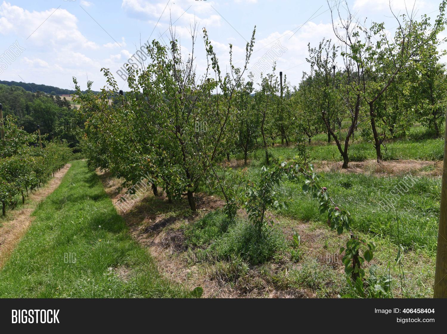 Apricot Plantation On Image & Photo (Free Trial) Bigstock