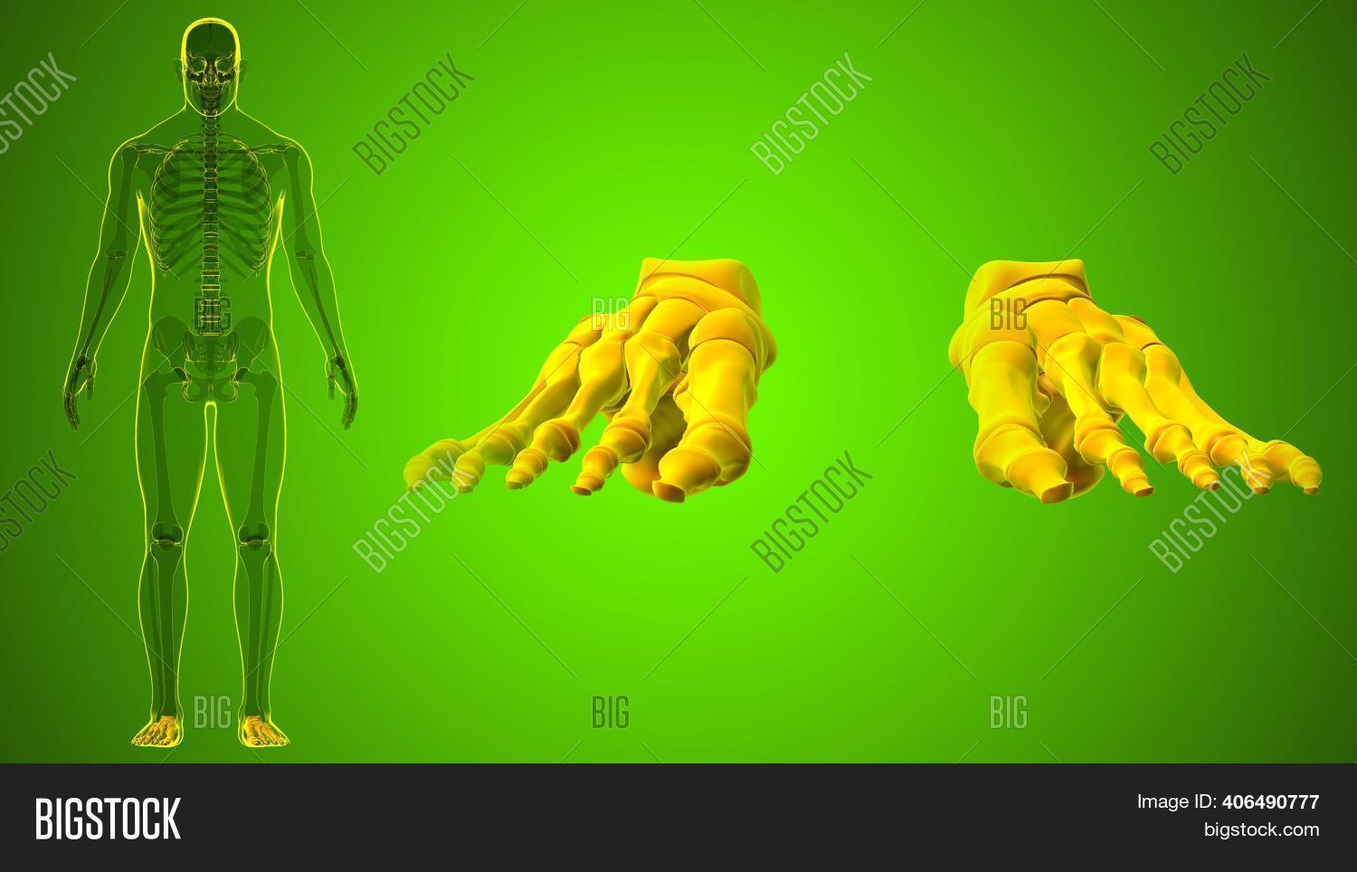 Human Skeleton Foot Image & Photo (Free Trial) | Bigstock