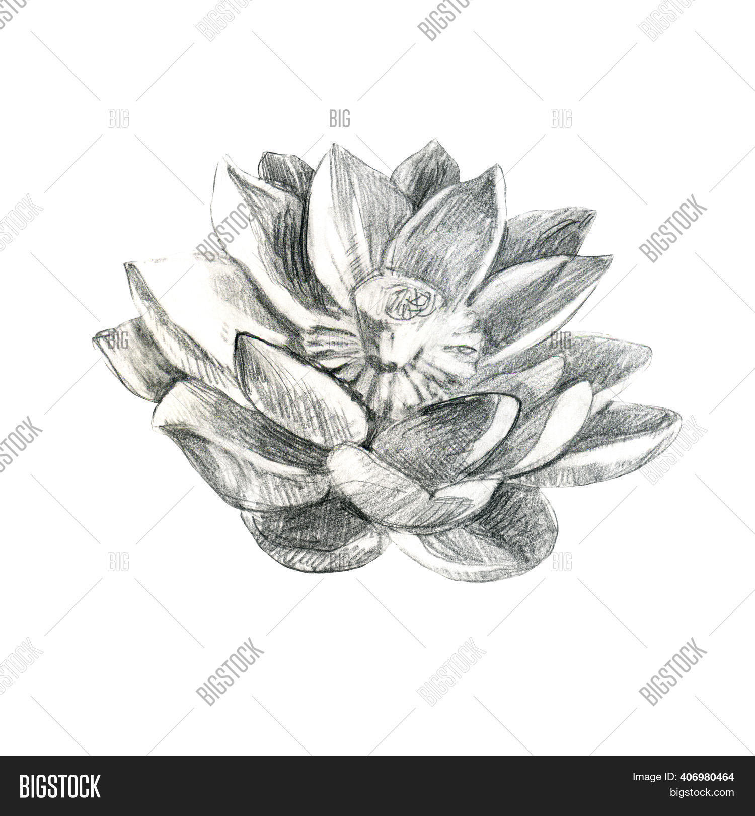 Lotus. Pencil Lotus Image & Photo (Free Trial) Bigstock