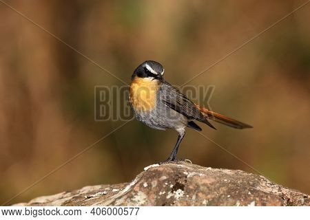 The Cape Robin-chat (cossypha Caffra) Sitting On The Stone With Brown Background. A Small Mountain P