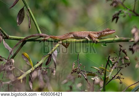 Lizard Taking A Sunbath In The Morning