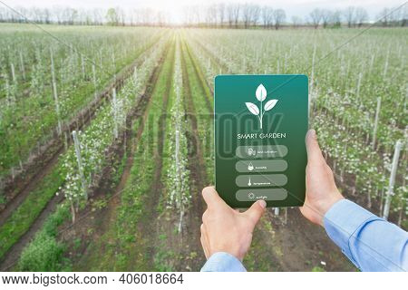 Contemporary Farming, Iot And Agritech Concept. Farmer Using Smart Garden App On Touch Pad For Manag