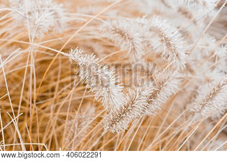 Abstract Natural Background Of Soft Plants. Frosted Pampas Grass And Flowers On A Blurry Bokeh, Boho