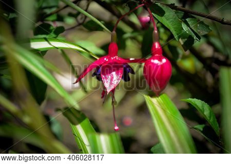 Close-up Of Purple Fresh Fuchia With Green Leaves