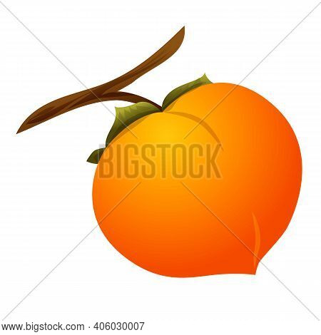 Persimmon Tree Branch Icon. Cartoon Of Persimmon Tree Branch Vector Icon For Web Design Isolated On 