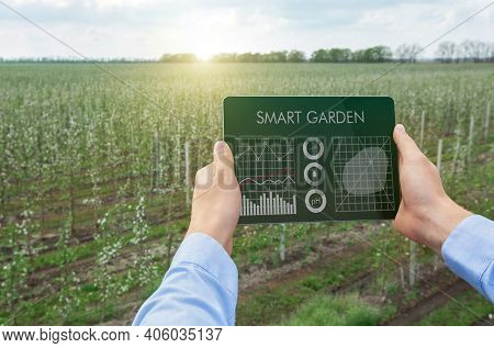 Digital Agriculture, Smart Gardening Concept. Farmer Using Tablet App To Grow Eco Products, Performi