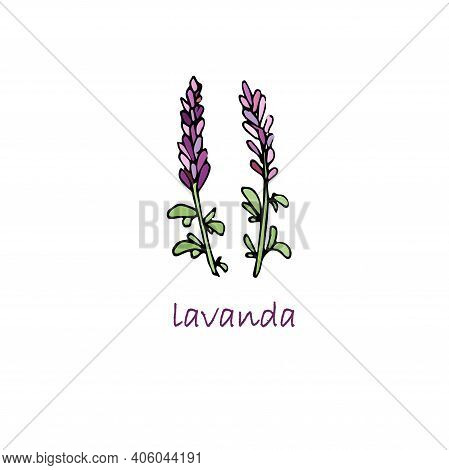 Lavanda Colorful Plant. Hand Drawn Ink Art Design Object Isolated Stock Vector Illustration For Web,