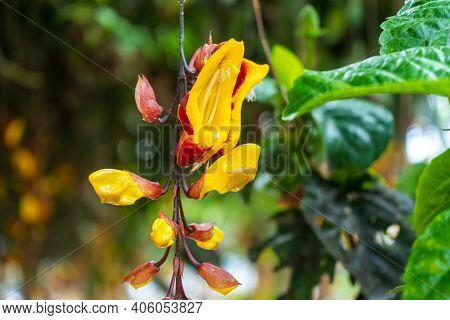 Tunberia Beautiful Perennial Herbaceous Climbing Plants Of Asia.