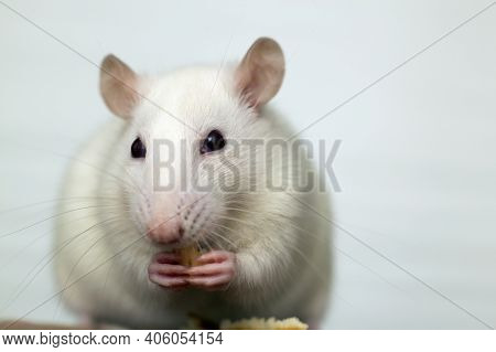 Close Up Of White Domestic Rat Eating Bread Crums.