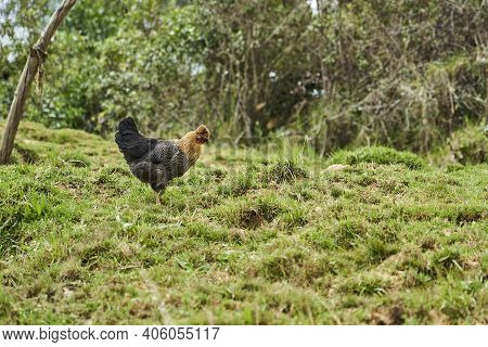 Strange Looking Chicken Standing On Meadow On The Way To Tombs Of Revash Funerary Complex In The And