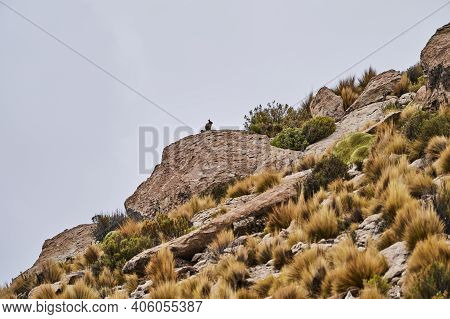 Southern Viscacha, Lagidium , Looks Like A Crossing Of Hare And Chinchilla And Lives In The Higher A