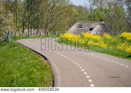 Spring Nature Landscape With Yellow Blossom Of Rapeseed Plants In Betuwe, Gelderland, Netherlands
