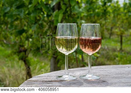 Tasting Of Dutch Sparkling Rose And Dry White Wine On Vineyard In Summer