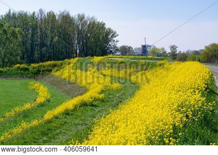 Spring Nature Landscape With Yellow Blossom Of Rapeseed Plants In Betuwe, Gelderland, Netherlands