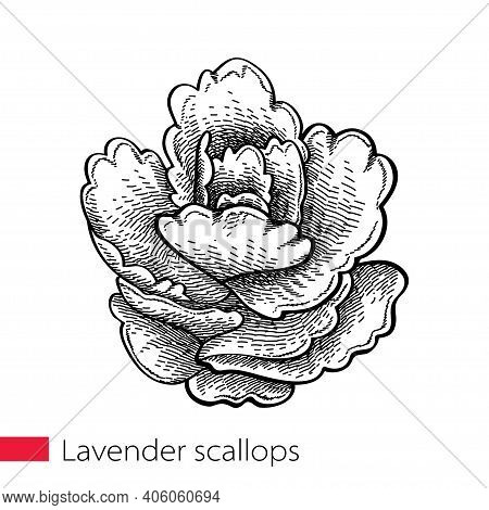 Vector Hand Drawn Sketch Of Lavender Scallops Or Kalanchoe Fedtschenkoi Succulent Plant In Black Iso