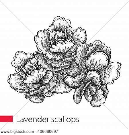 Vector Hand Drawn Sketch Of Lavender Scallops Or Kalanchoe Fedtschenkoi Succulent Bunch In Black Iso