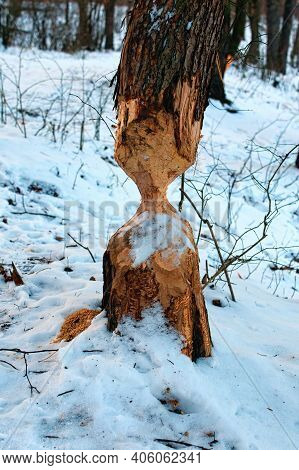 Tree Trunk Damaged By Beavers. Winter Forest. Tree With Marks Of Beaver Teeth. Damage To Trees Beave