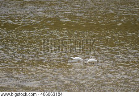 Royal Spoonbills Platalea Regia. Adult With Its Chick Searching For Food. Taieri River. Taieri River