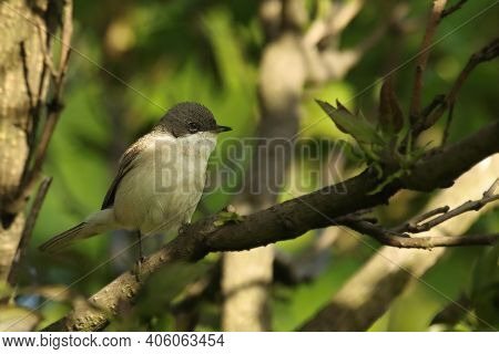 The Lesser Whitethroat (sylvia Curruca)sitting In The Three In Morning Sun. The Lesser Whitethroat L