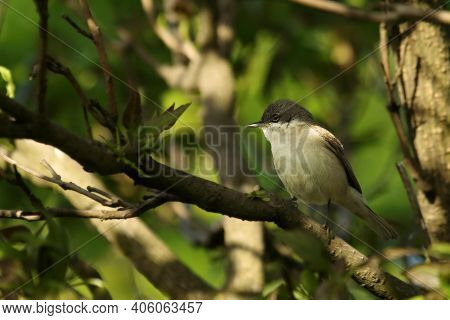 The Lesser Whitethroat (sylvia Curruca)sitting In The Three In Morning Sun. The Lesser Whitethroat L