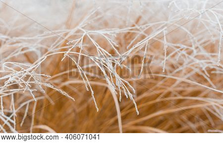 Abstract Natural Background Of Soft Plants. Frosted Grass On A Blurry Bokeh, Dry Reeds Boho Style. P