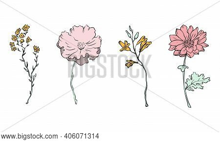 Set Of Floral Elements. Vector Flowers Collection For Card Or Logo Designs.