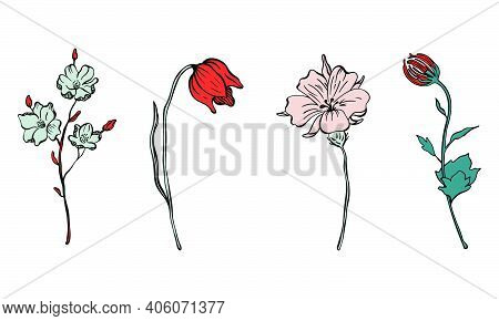 Set Of Floral Elements. Vector Flowers Collection For Card Or Logo Designs.