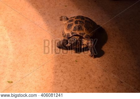 A Small African Spurred Tortoise Looks Like It Is Smiling As It Crawls In A Terrarium