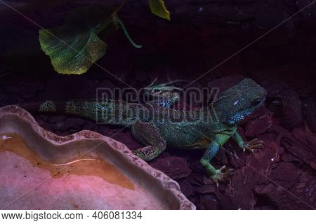 Asian Water Dragon Stands Alone, Shedding Skin On The Back. It Is A Species Of Agamid Lizard Native 
